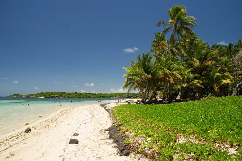 Des plages de sable fins avec une eau turquoises ça vous dit ? Le Cap Chevalier, une des plus belles plages de Martinique !