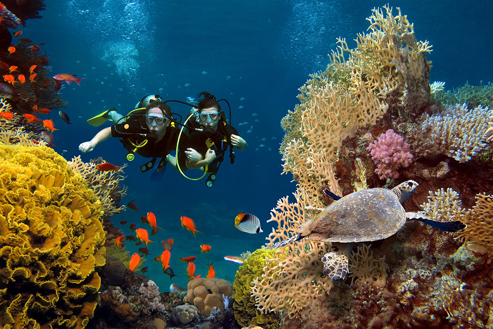 Initiez vous à la plongée sous marine en Martinique et faites la découverte des merveilles des profondeurs océaniques