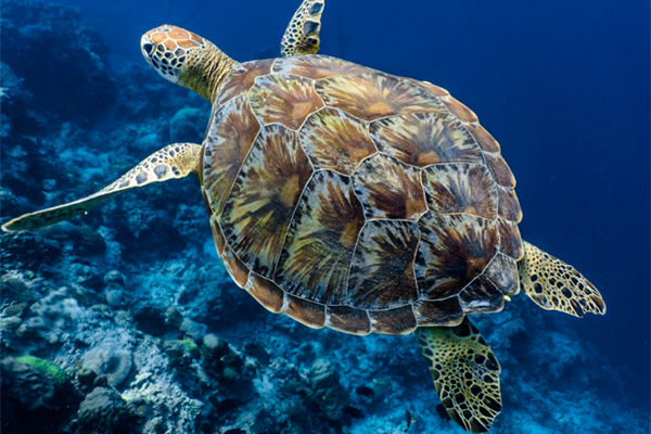 Demi-journée moteur Tortues et Dauphins