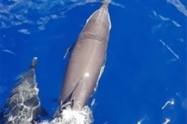 Demi-journée moteur Dauphins fonds-coralliens