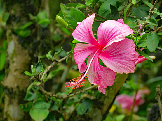 La Martinique, l'Île aux fleurs à portée de main